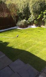 Turf layed in camden NW1 north london