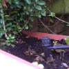 Irrigation system installed by Londinium gardens