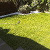 Turfed lawn laid by Londinium Gardens