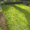 Turfed lawn laid by Londinium Gardens