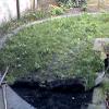 Removal and clearance of old grass and weeds