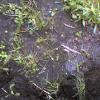 Previous patchy, weedy grass with plastic mesh (poor quality turf)