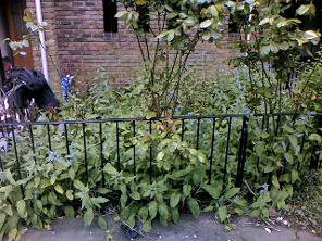 Before shot of overgrown garden