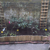 Raised edged border with new planting