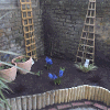 Raised edged border with new planting
