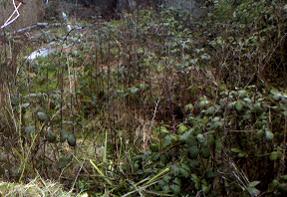 Overgrown garden pre clearance in Highbury North London