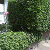 Trimmed hedge