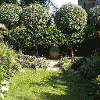 Trimmed trees, garden tidying and mown lawn