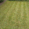 Freshly mown lawn